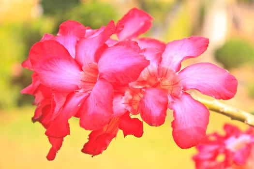 Beautiful pink azalea flowers tropical flowers. Desert roses in the garden