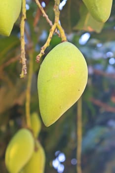 Close up of mangoes on a mango tree