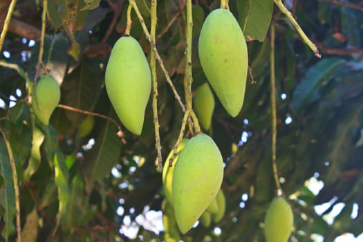 Close up of mangoes on a mango tree