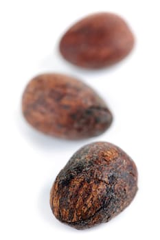 Raw unprocessed shea nuts isolated on white background