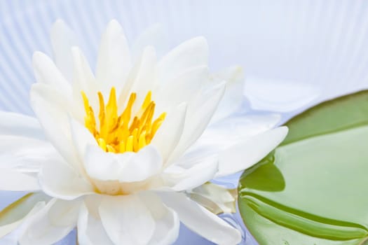 White lotus flower or water lily floating