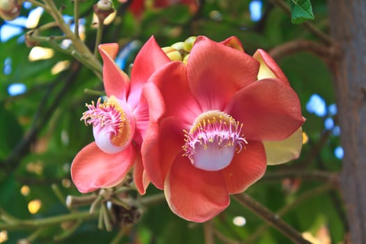 Beautiful Cannon Balltree Flower blossom on tree in Thailand