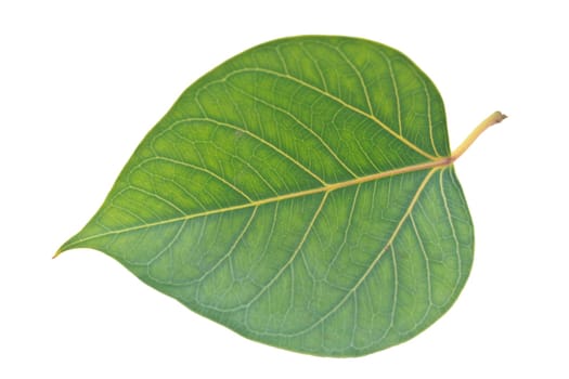Sacred Fig leaf, isolated on a white background