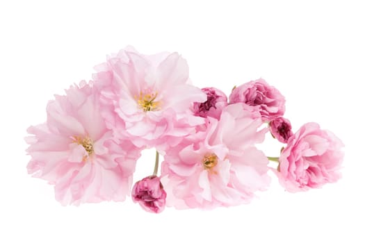 Pink cherry blossom flowers close up isolated on white background