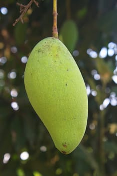 Close up of mangoes on a mango tree