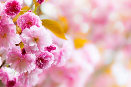 Pink spring background with cherry blossom flowers on flowering tree branch blooming in orchard