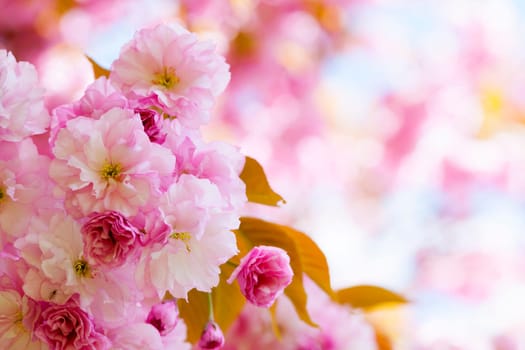 Pink cherry blossom flowers on flowering tree branch blooming in spring orchard with copy space