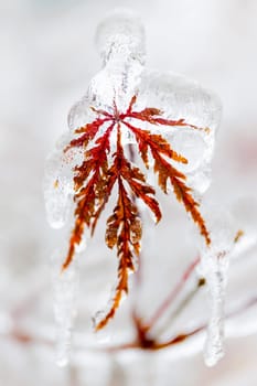 Tree leaf covered in ice and icicles during winter