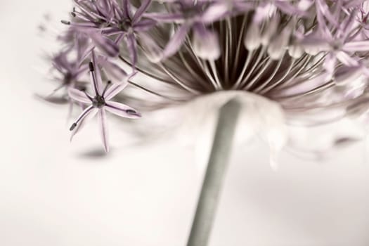 Closeup of pink and purple flowering onion flower head from below