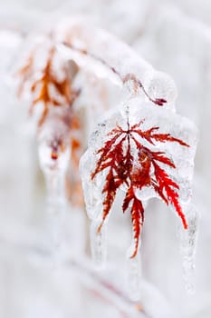 Tree leaf covered in ice and icicles during winter