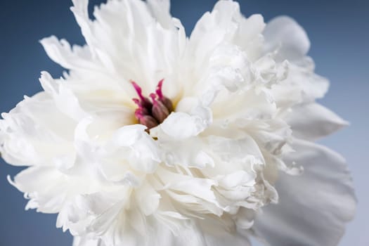 Studio closeup shot of one white peony flower on blue background