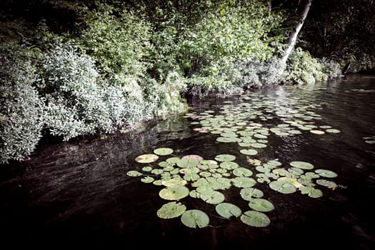 Lily pads floating on dark water near lake shore