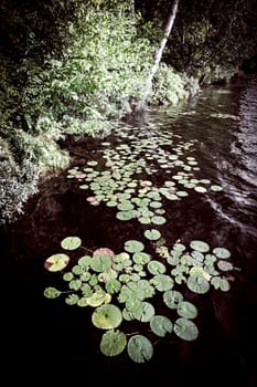 Lily pads floating on dark water near lake shore