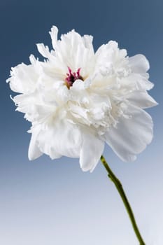 Studio closeup shot of one white peony flower on blue background