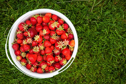 Bucket of freshly picked strawberries shot from above on green grass outside with copy space