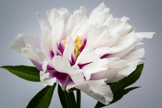 Studio closeup shot of one white and purple peony flower on gray background