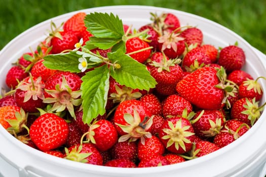 Freshly picked garden strawberries in bucket outside, closeup