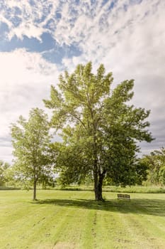 Trees in park with mowed lawn and bench