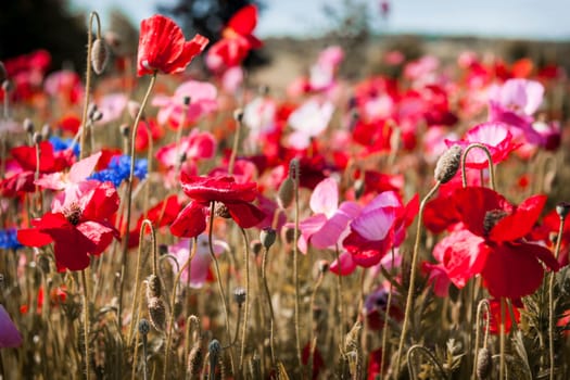 Red and pink poppies with other wildflowers in summer meadow
