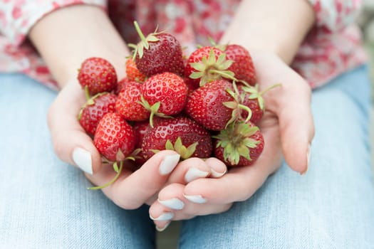 Closeup of female hands holding freshly picked strawberries