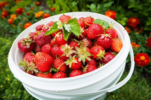 Bucket of freshly picked strawberries in summer garden