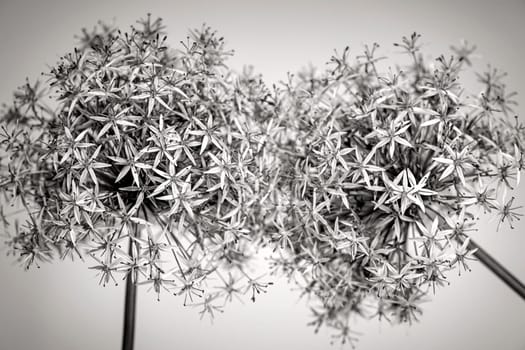 Macro closeup of flowering onion flowers in black and white