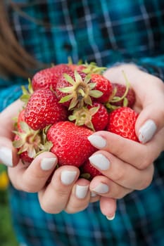Closeup of female hands holding freshly picked strawberries