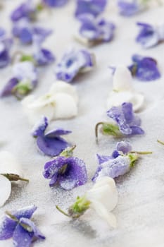 Candied sugared violet flowers drying on parchment paper
