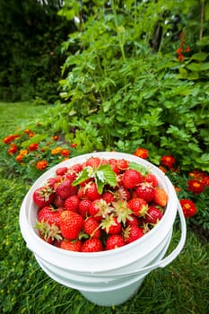 Bucket of freshly picked strawberries in summer garden