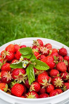 Freshly picked strawberries in bucket outside on green grass with copy space