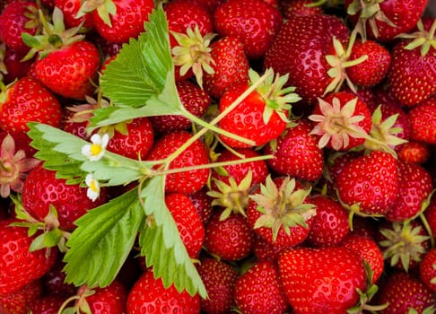 Closeup of many freshly picked red strawberries