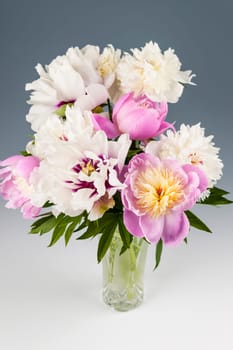 Bouquet of pink and white peony flowers on gray background, studio shot