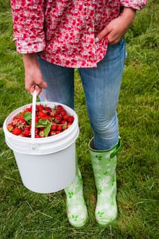 Woman holding bucket of freshly picked strawberries on green grass outside in garden