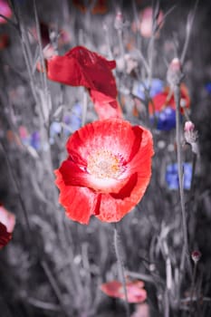 Red poppy flower growing in meadow. Selective color.