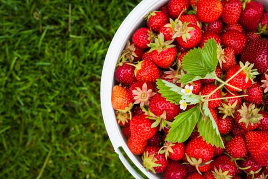 Bucket of freshly picked strawberries shot from above on green grass outside with copy space