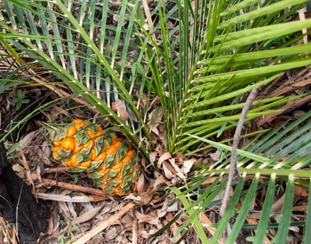 Protected species Australian cycad Macrozamia miquelii fern like plant with fruit in its natural eucalypt bush environment