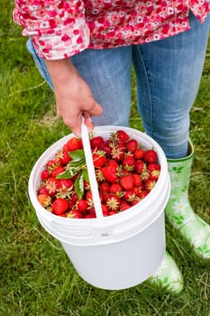 Woman holding bucket of freshly picked strawberries on green grass outside in garden