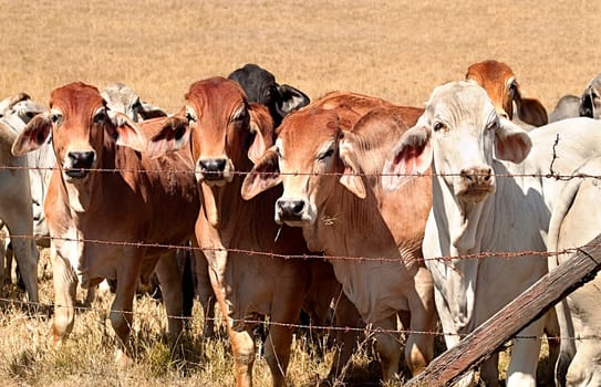 Line of cows lined up along an old barb wire fence on beef cattle ranch in rural Australia