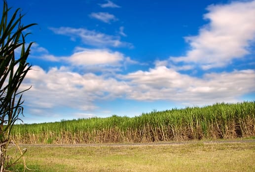 Australian agriculture Sugar cane plantation with sugarcane used for biofuel with blue cloudy sky