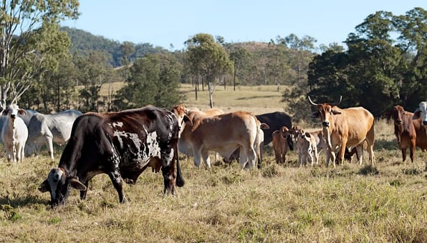 Australian rural ranch scene with brindle cow in a brahman beef cattle herd  amongst eucalypt gum trees