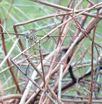 Camouflaged Speckled Warbler Australian nature native bird  Chthonicola sagittata or Pyrrholaemus sagittatus a small insect eating bird