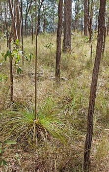 Landscape Australia, dry eucalypt sclerophyll forest with young Xanthorrhoea grasstree known as blackboys  and Australian gum trees in portrait view