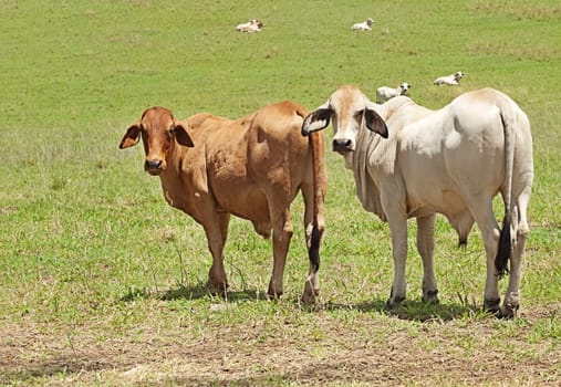 Two brahman cows domestic animals standing in a farm paddock on an australian  cattle ranch