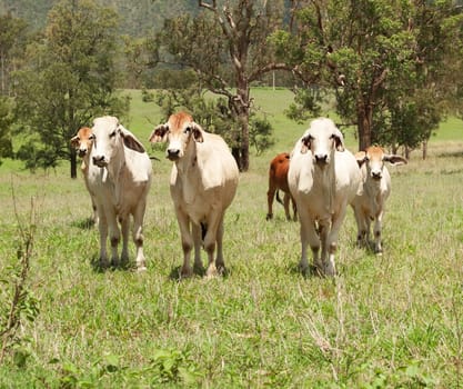herd of beef cattle cows on farmland in a green field for meat producing agriculture in Australia