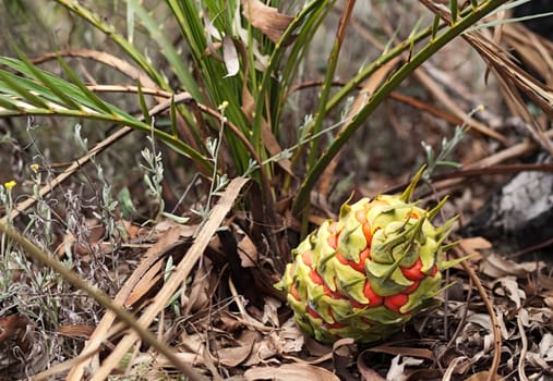 Protected species Australian cycad Macrozamia miquelii with fruit in its natural eucalypt bush environment