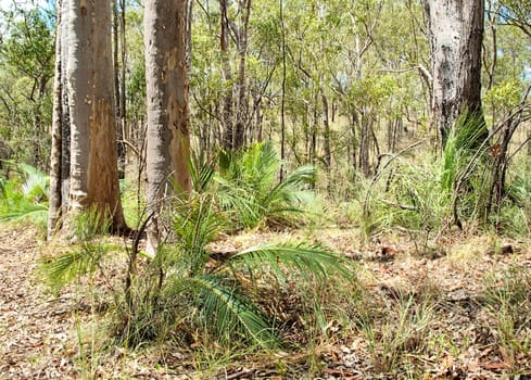 Australian dry schlerophyll eucalypt forest with spotted gum trees cycads and grasstrees and bark and leaf litter