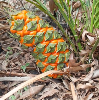 Female fruit cone of protected species Australian cycad Macrozamia miquelii  in its natural eucalypt bush environment