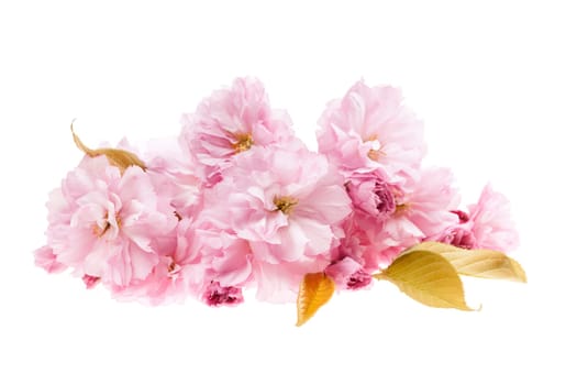 Pink cherry blossom flower arrangement isolated on white background
