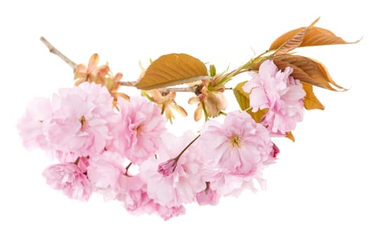 Branch with pink cherry blossom flowers isolated on white background