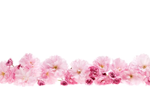 Row of cherry blossom flowers as flower border with copy space isolated on white background
